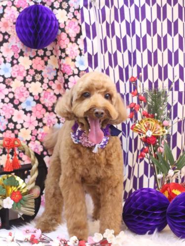 20250105テディくん